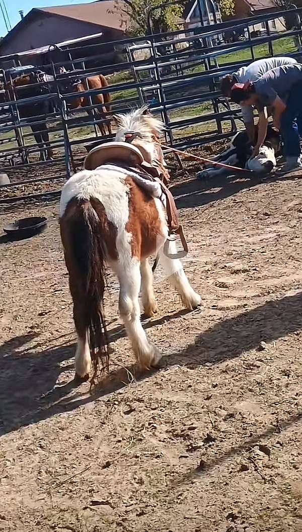 bay-tobiano-all-around-rodeo-pony