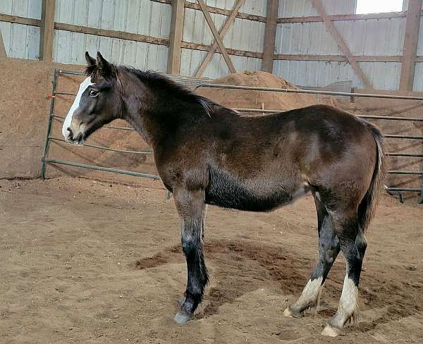 companion-shire-thoroughbred-horse