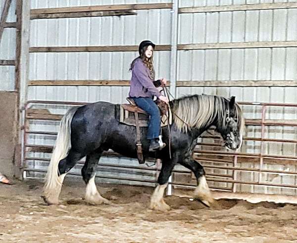 trail-shire-thoroughbred-horse