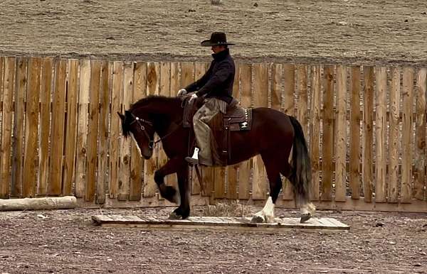 bay-gypsy-vanner-mare