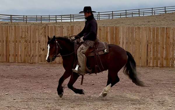 14-hand-gypsy-vanner-mare