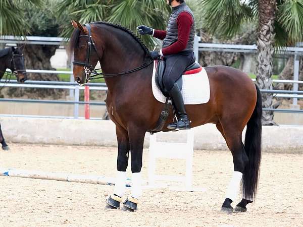 stallion-andalusian-horse