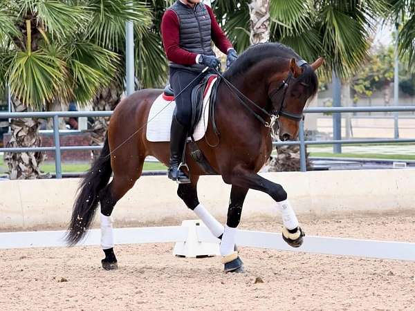 bay-andalusian-horse