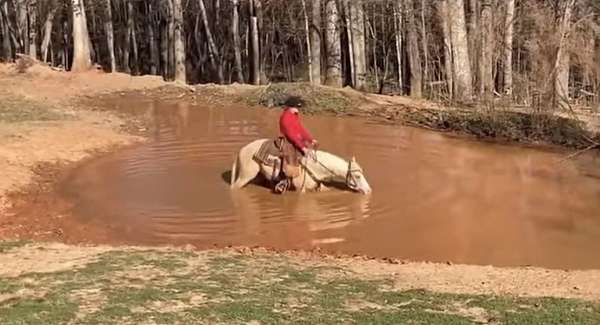 roping-quarter-horse