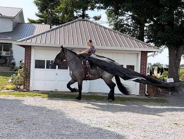 athletic-percheron-horse