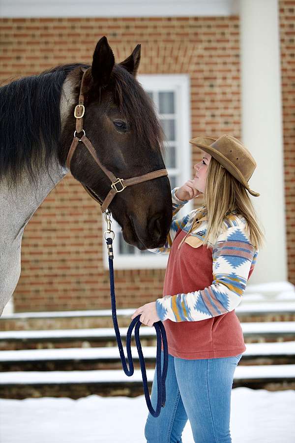 cross-percheron-horse