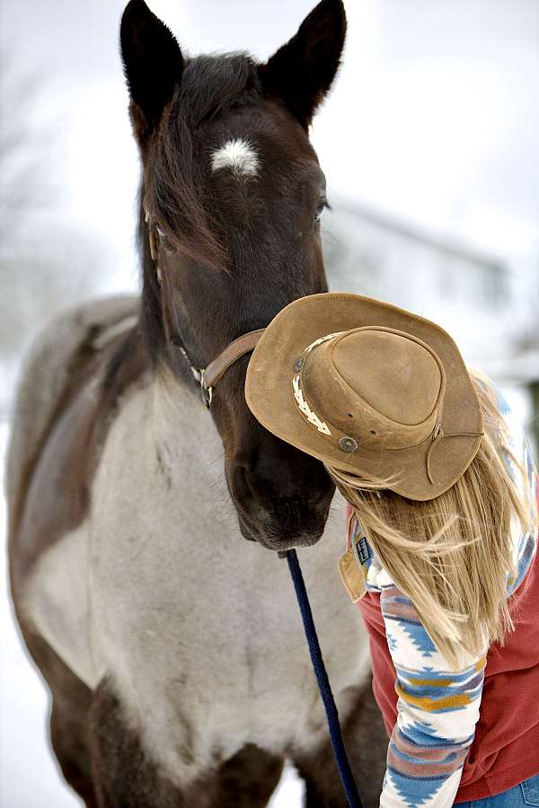 husband-safe-percheron-horse