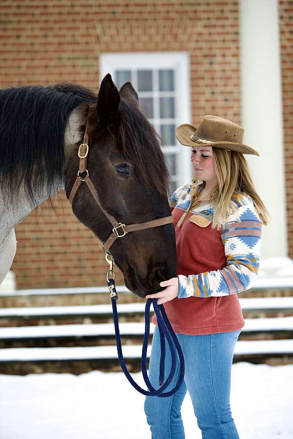 flashy-percheron-horse