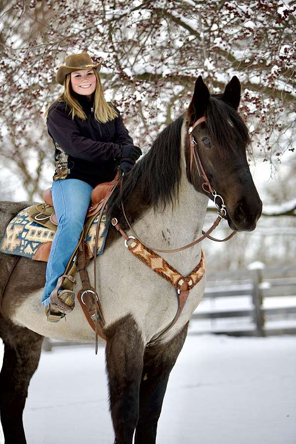 parade-percheron-horse