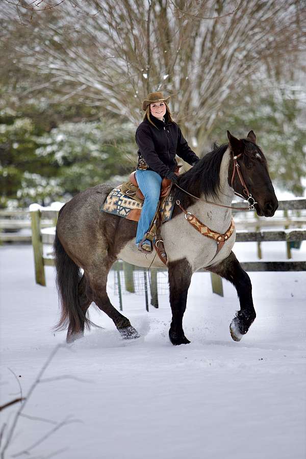 performance-percheron-horse