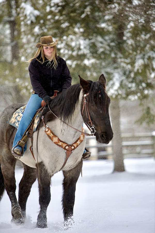 ranch-work-percheron-horse