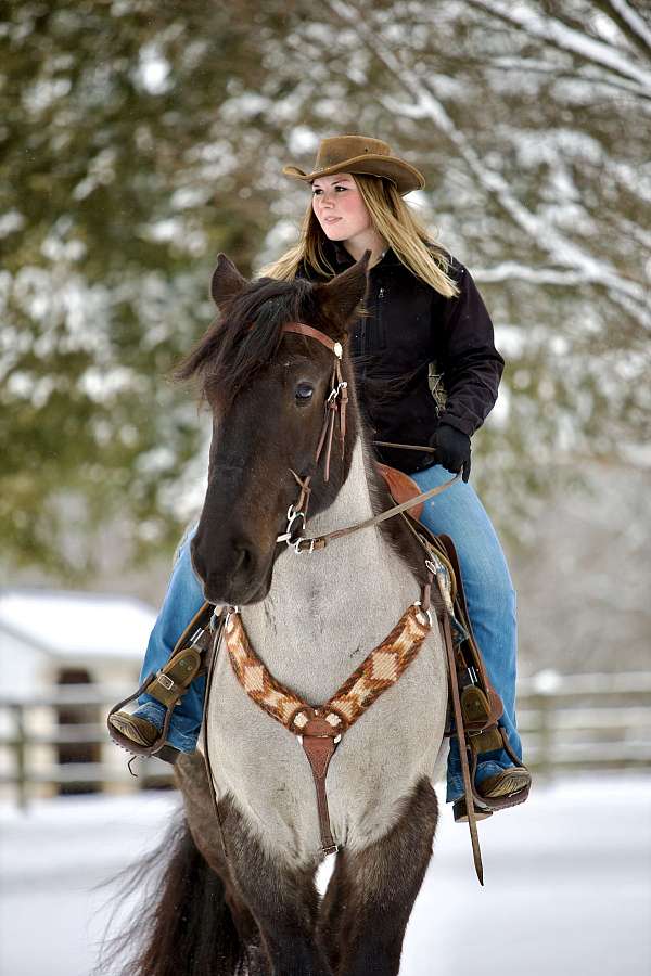 ridden-english-percheron-horse