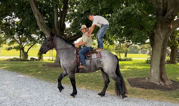 show-percheron-horse