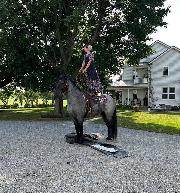 trail-riding-percheron-horse