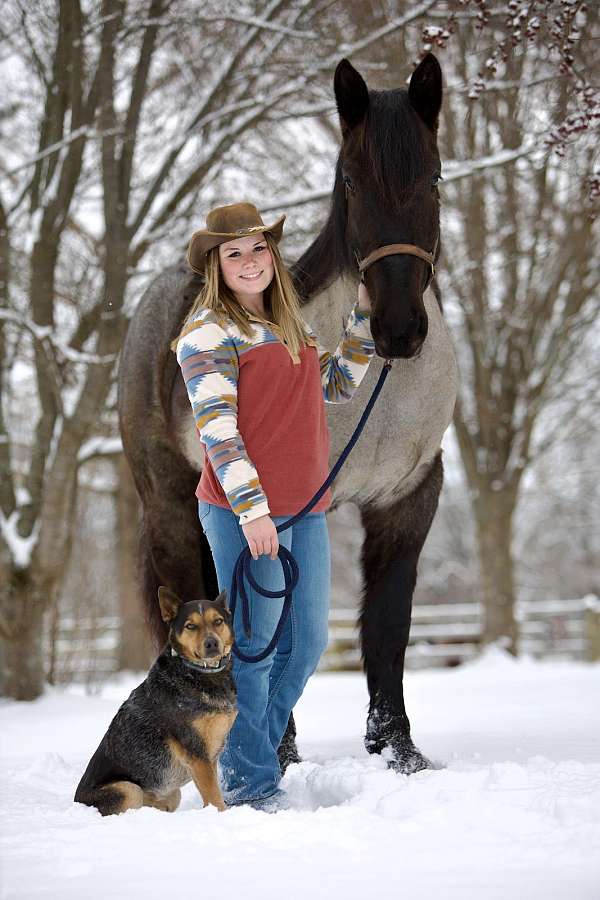 working-cattle-percheron-horse