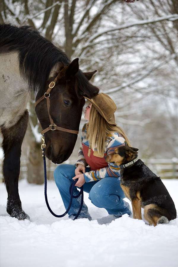 blue-roan-percheron-gelding