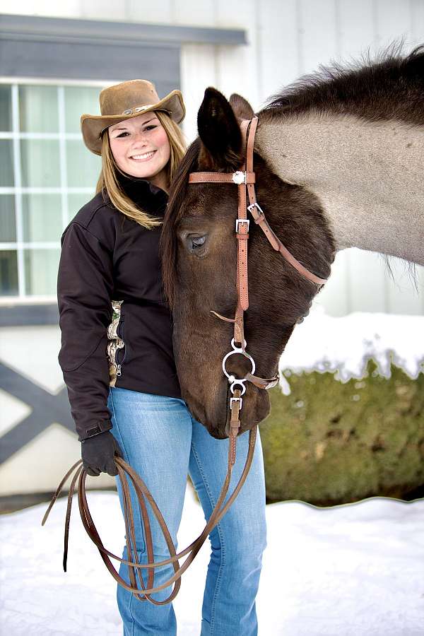 ridden-western-percheron-horse