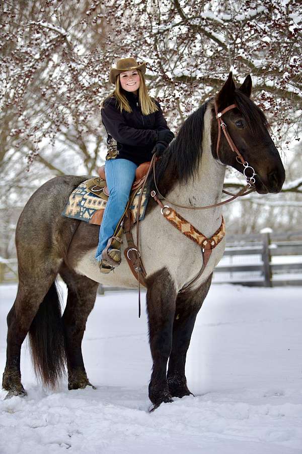 blue-roan-all-around-horse