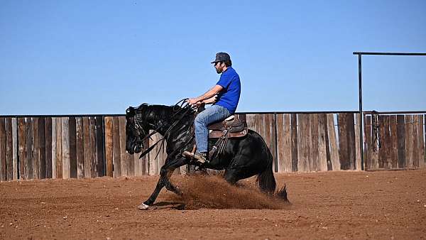 athletic-quarter-horse