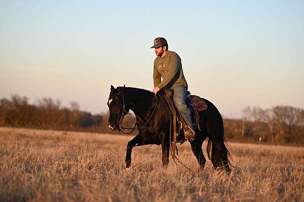 calf-roping-quarter-horse