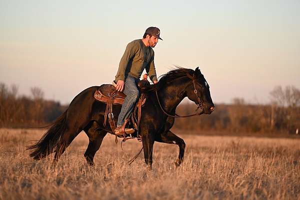 flashy-quarter-horse