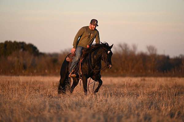 husband-safe-quarter-horse