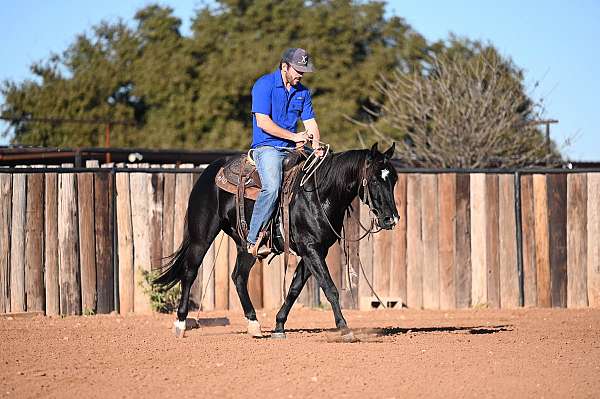 performance-quarter-horse