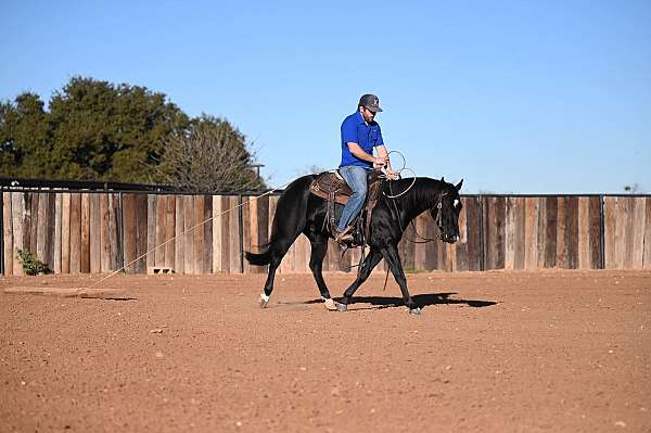 ranch-versatility-quarter-horse