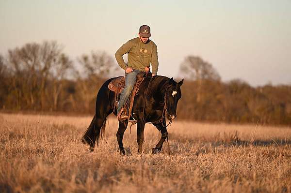 ranch-work-quarter-horse