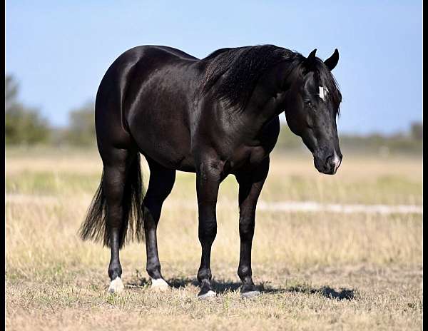 reining-quarter-horse