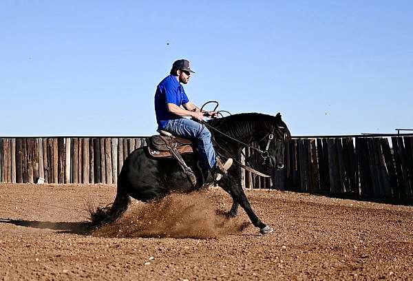 western-riding-quarter-horse