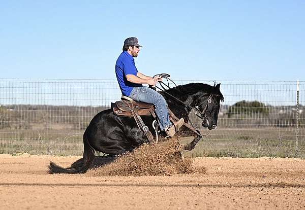 working-cow-quarter-horse