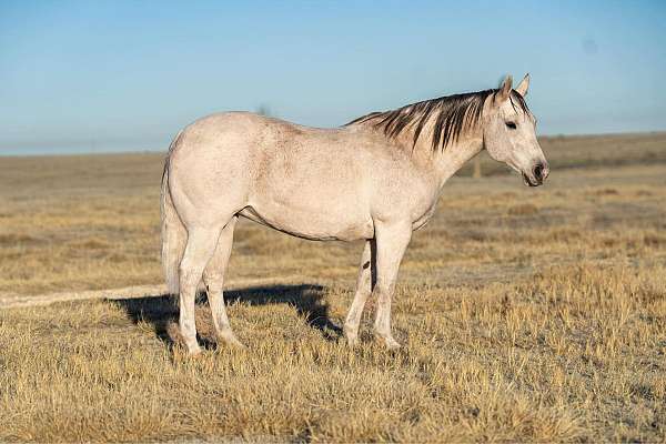 flashy-quarter-horse