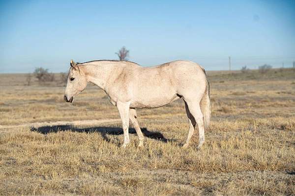 husband-safe-quarter-horse