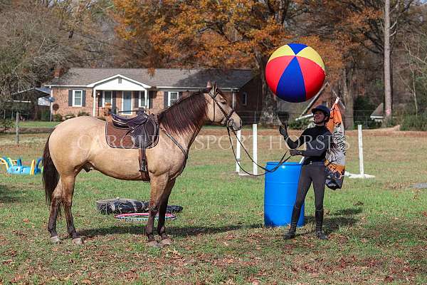 dressage-quarter-horse