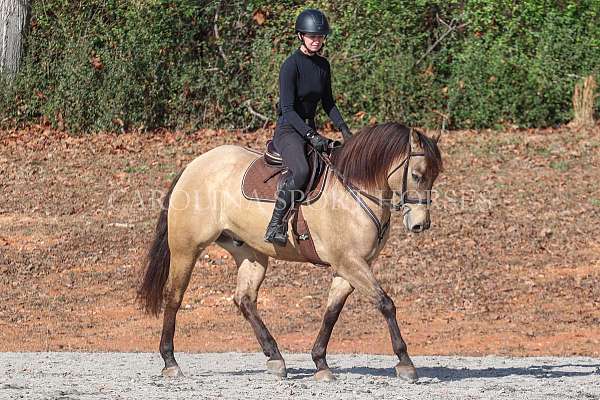 jumping-quarter-horse