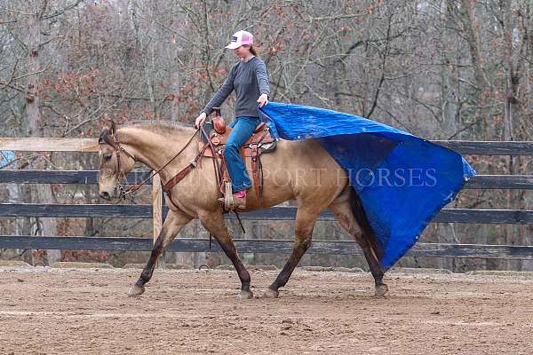 ranch-work-quarter-horse