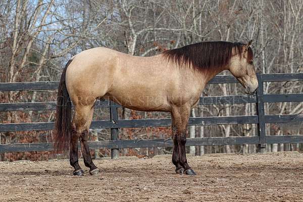 ridden-western-quarter-horse