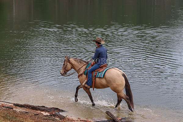 ridden-english-quarter-horse