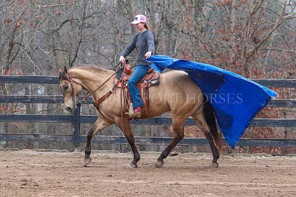 team-penning-quarter-horse