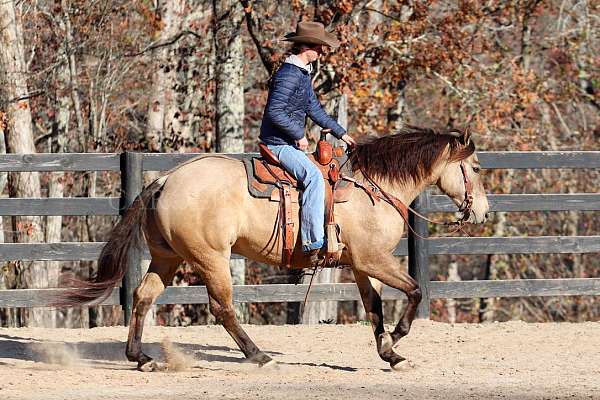 working-cattle-quarter-horse