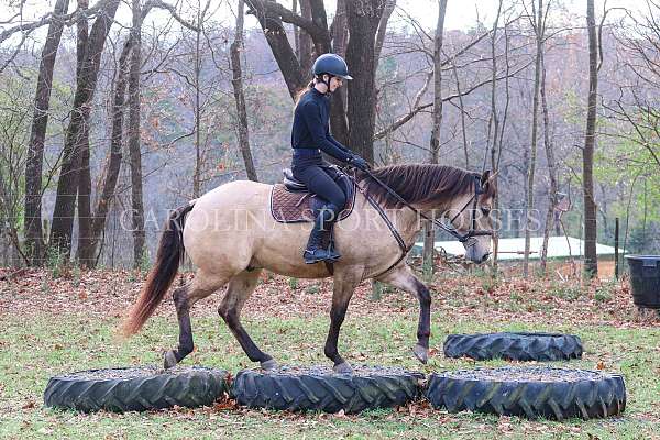 trail-riding-quarter-horse