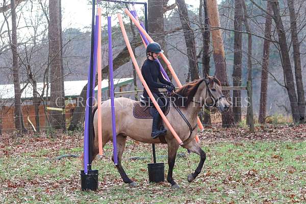 buckskin-quarter-horse-gelding