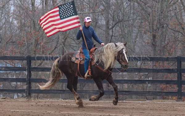 chocolate-percheron