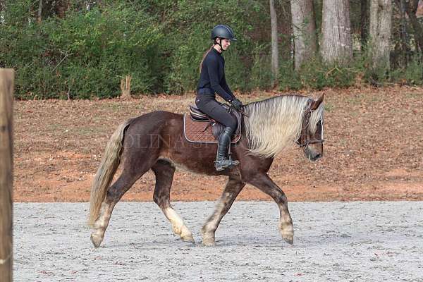 chocolate-percheron-horse