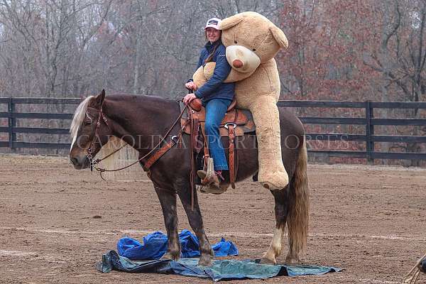 chocolate-percheron-for-sale