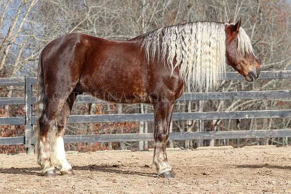 all-around-percheron-horse