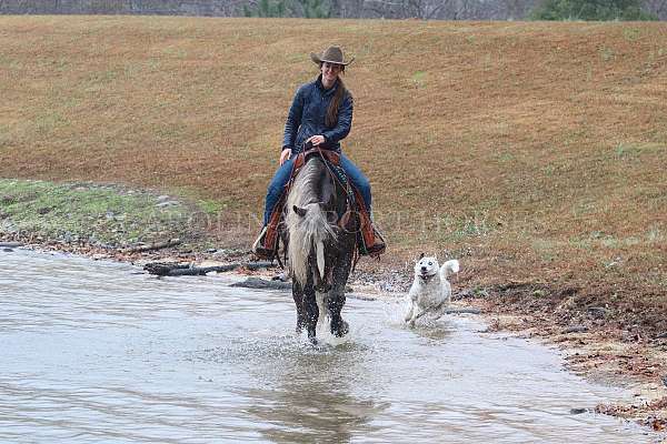 athletic-percheron-horse