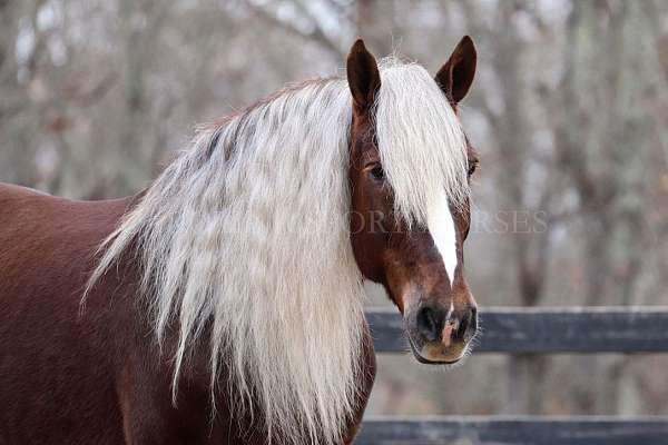 dressage-percheron-horse