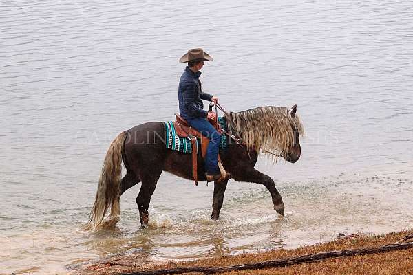 cross-percheron-horse